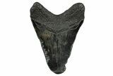 Juvenile Megalodon Tooth - South Carolina #332189-1